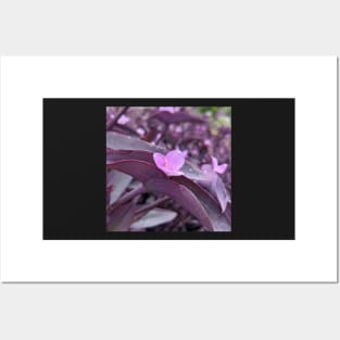 Lavender Flower Popping Out of Purple Leaves Posters and Art